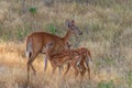 Whitetail Deer Doe and Cute Fawns Royalty Free Stock Photo