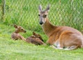 A Whitetail deer doe with her two hours old newborn fawns