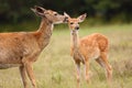 Whitetail Deer Doe Licking Her Fawn Royalty Free Stock Photo