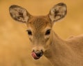 Whitetail Deer doe licks lips while feeding in meadow Royalty Free Stock Photo