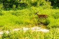 A Whitetail Doe in a Wetland Habitat in Spring.