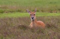 Whitetail Deer Doe Royalty Free Stock Photo