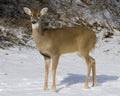 Whitetail Deer Doe(Odocoileus virginianus) Royalty Free Stock Photo