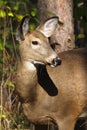 Whitetail Deer Doe Royalty Free Stock Photo