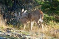 Whitetail Deer Doe Protecting her Fawn Royalty Free Stock Photo