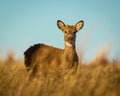 Whitetail Deer female stands in open terrain during hunting season Royalty Free Stock Photo