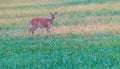 Whitetail deer standing in green grass Royalty Free Stock Photo