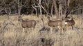 Whitetail deer doe standing in the woods. Royalty Free Stock Photo