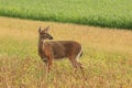 Whitetail Deer Doe Stands in a Bean Field