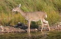 Whitetail Deer Doe Wading in Water Royalty Free Stock Photo