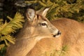 Whitetail Deer Doe Winter Posing Royalty Free Stock Photo