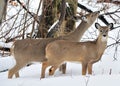 Whitetail Deer Doe And Yearling