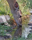 Whitetail deer drinking water Royalty Free Stock Photo