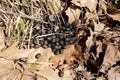 Whitetail deer droppings on forest floor with oak leaves and grass during spring Royalty Free Stock Photo