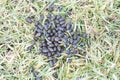 Whitetail Deer Droppings Royalty Free Stock Photo