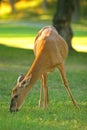 Whitetail Deer Eating Royalty Free Stock Photo