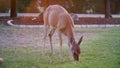 Whitetail deer eating corn out of a yard in the Texas hill country.