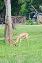 Whitetail deer eating grass