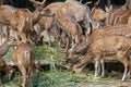 Whitetail Deer eating grass Royalty Free Stock Photo