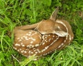 Whitetail Deer Fawn Royalty Free Stock Photo