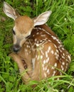 Whitetail Deer Fawn Royalty Free Stock Photo