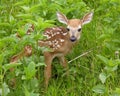 Whitetail Deer Fawn Royalty Free Stock Photo