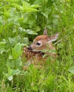 Whitetail Deer Fawn Royalty Free Stock Photo