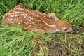 Whitetail Deer Fawn Royalty Free Stock Photo