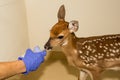 Whitetail Deer Fawn Rehabilitation