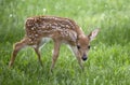 Whitetail deer fawn buck Royalty Free Stock Photo