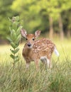 Whitetail deer fawn buck Royalty Free Stock Photo