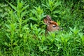 Whitetail Deer Fawn Hiding in Tall Grass (vignette) Royalty Free Stock Photo