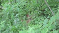 Whitetail Deer Fawn