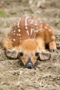 Whitetail Deer Fawn Royalty Free Stock Photo