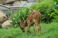 Beautiful white-tailed deer