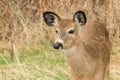 Whitetail Deer Fawn Portrait Royalty Free Stock Photo