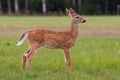 Whitetail Deer Fawn Royalty Free Stock Photo