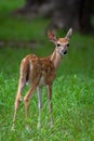 Whitetail deer fawn standing in a forest Royalty Free Stock Photo