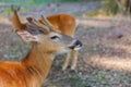 Whitetail Deer Fawn standing in the forest Royalty Free Stock Photo