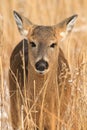 Whitetail Deer Fawn Standing in Marsh Royalty Free Stock Photo