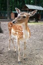 Whitetail deer fawn Royalty Free Stock Photo