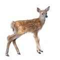 Whitetail deer fawn watercolor Royalty Free Stock Photo