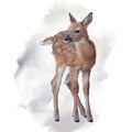 Whitetail deer fawn watercolor Royalty Free Stock Photo