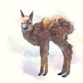 Whitetail deer fawn watercolor Royalty Free Stock Photo