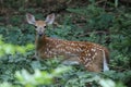 Whitetail deer fawn. Royalty Free Stock Photo