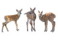 Whitetail deer fawns watercolor Royalty Free Stock Photo