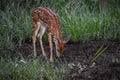 baby deer in the Florida forest Royalty Free Stock Photo