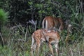 baby deer in the Florida forest Royalty Free Stock Photo