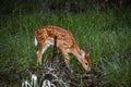 baby deer in the Florida forest Royalty Free Stock Photo