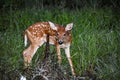 baby deer in the Florida forest Royalty Free Stock Photo